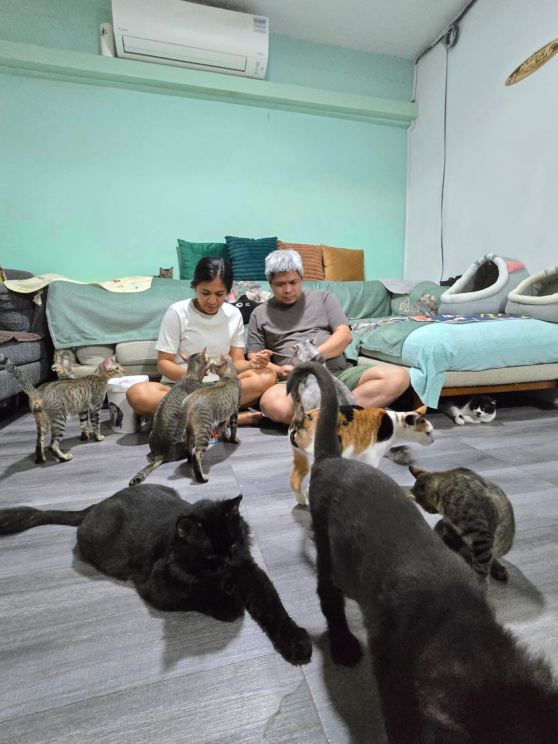 KittyHavenRescues